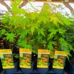 Javor dlaňolistý (Acer palmatum) ´ORANGE DREAM´ - výška 30-40 cm, kont. C1L